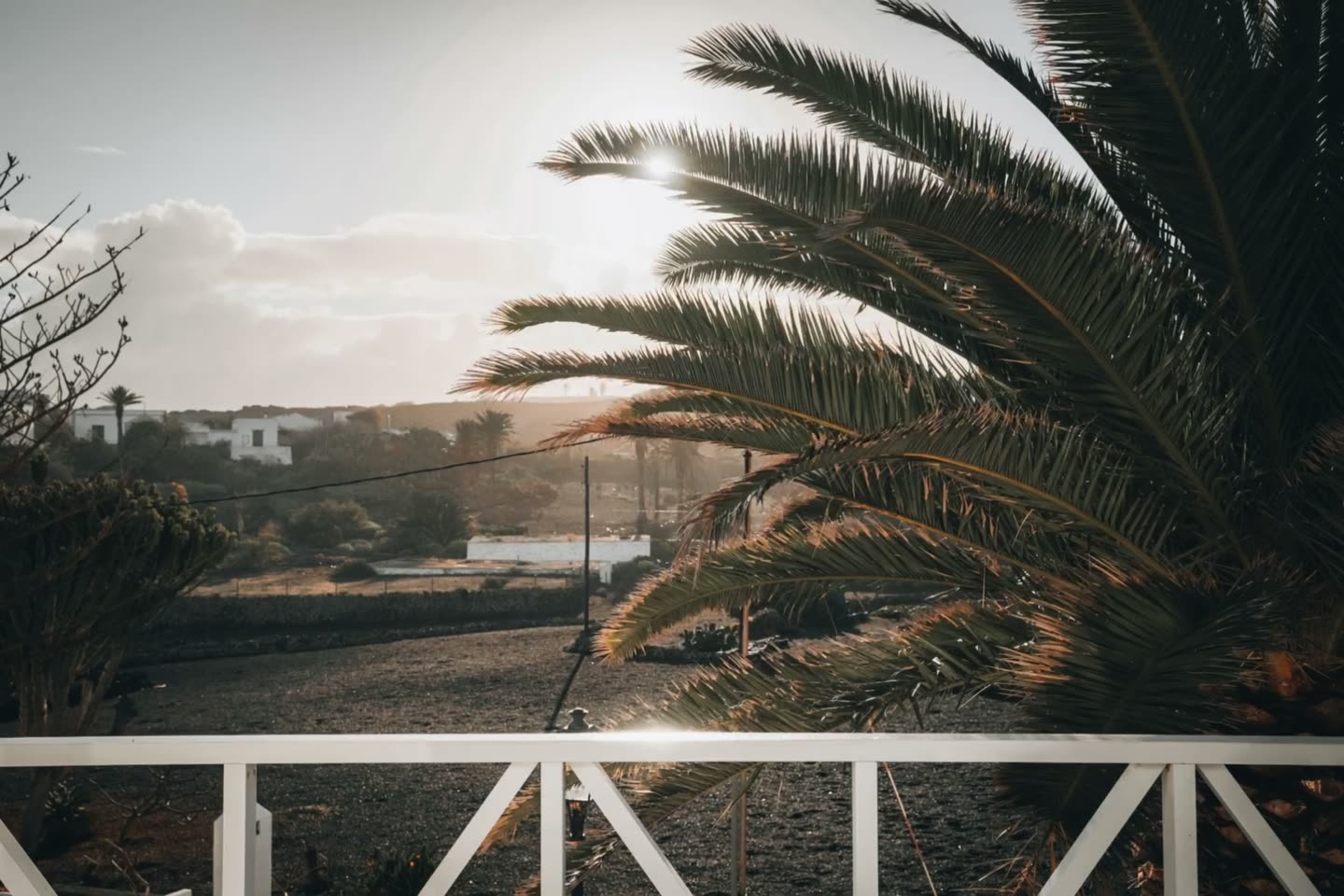 Palm trees and the landscape around Villa Amonita at sunset